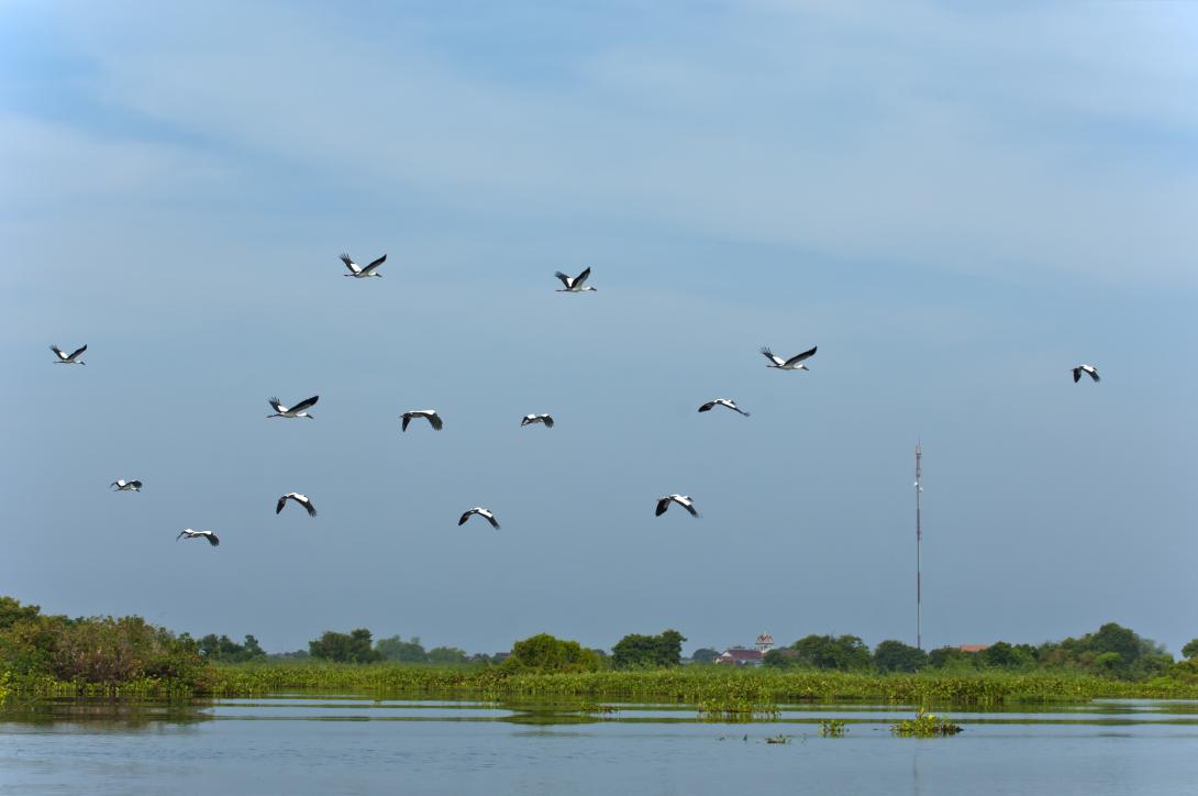 The Wild Waterbirds of the Tonle Sap