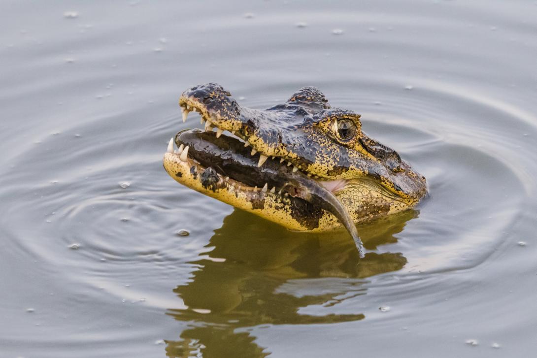 yacare-caiman-fish-water